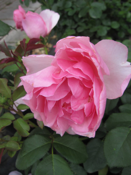 Rosa Eckardt Witzigmann 2